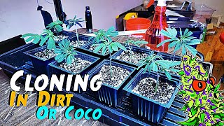 How To Clone Cannabis | In Dirt Or Coco