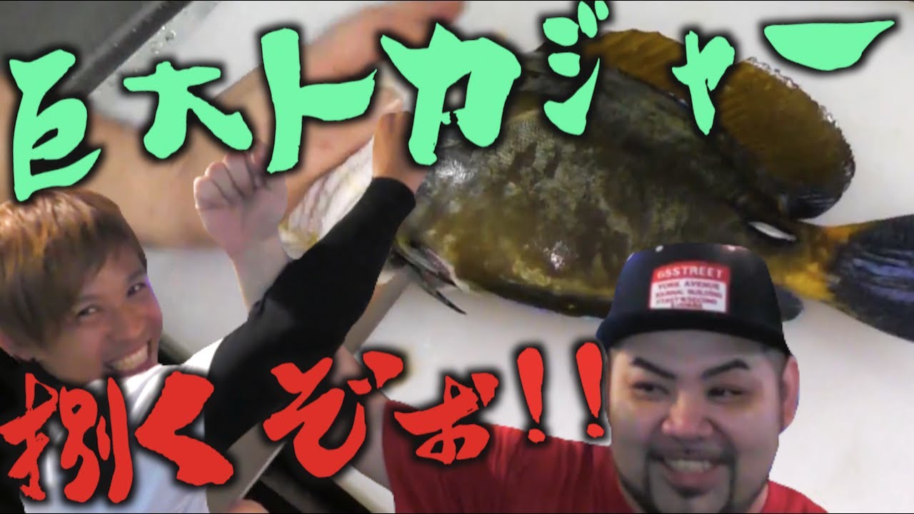 巨大トカジャーをさばいてみた Youtube 巨大トカジャーをさばいてみた Youtube
