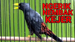 🔴 Jalak rio rio goyang kejer  Gacor ‼