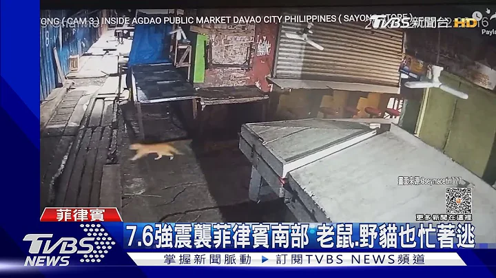 老鼠.野猫忙着逃! 菲律宾南部7.6强震 日本八丈岛现40cm海啸｜TVBS新闻 @TVBSNEWS01 - 天天要闻