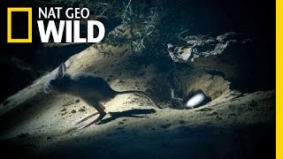 The Mini Kangaroo Of The Sahara Wild Egypt