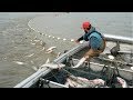 Net Fishing - Most Satisfying Big Catch Fishing At Sea With Beautiful Natural