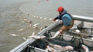 Net fishing - most satisfying big catch at sea with beautiful natura
welcome to channel world food...!!!! our contents: food processing
machi...