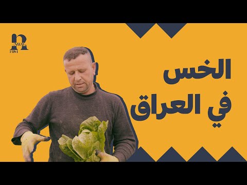 زراعة الخس في العراق وموسم زراعته