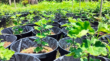 bấm đọt cúc cổ sơn la, cúc thân gỗ hoa Tết 2024