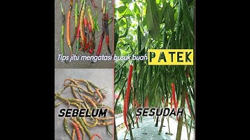 Cara mengatasi patek pada buah cabe ||cara paling jitu