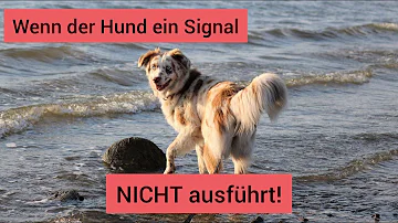 Wie reagieren Wenn Hund Kommando nicht ausgeführt?