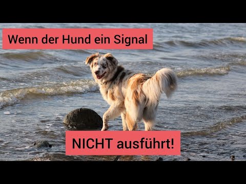 Video: Warum Hunde Manchmal Ihr Training Vergessen