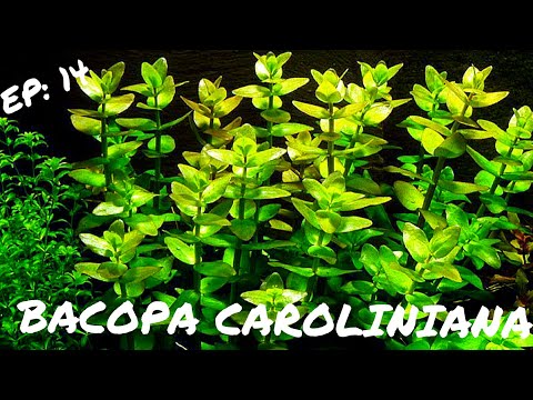 BEGINNER PLANT:  Bacopa Caroliniana
