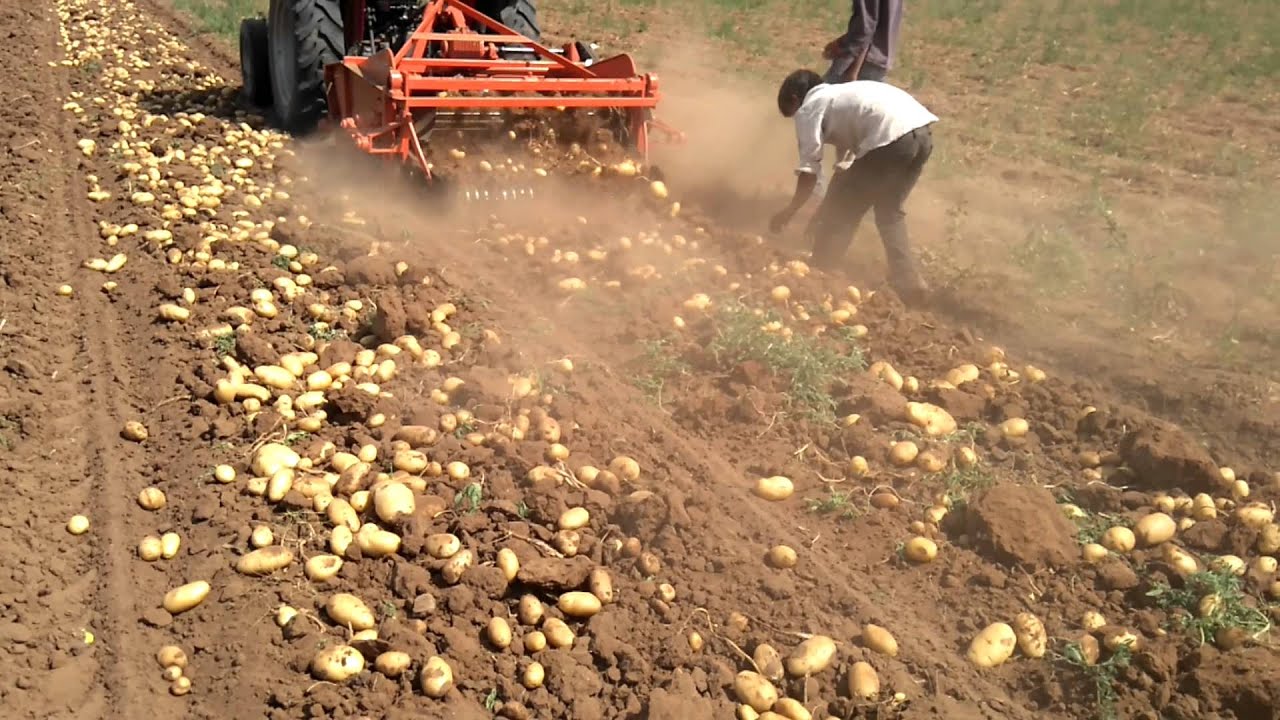 Potatoes harvesting in Gujarat (matrushri ) YouTube