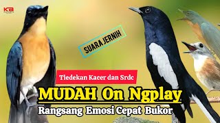 TERBUKTI AMPUH, MERANGSANG EMOSI TLEDEKAN GUNUNG, SRDC DAN KACER