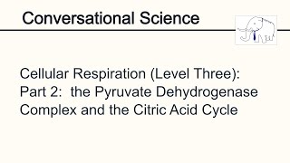 Cellular Respiration (Level Three), Part 2: the Citric Acid Cycle