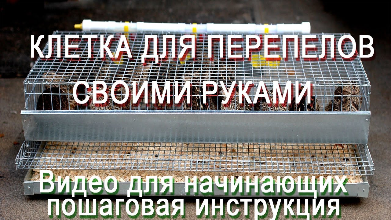 Клетки для несушек своими руками в домашних условиях – чертежи и размеры