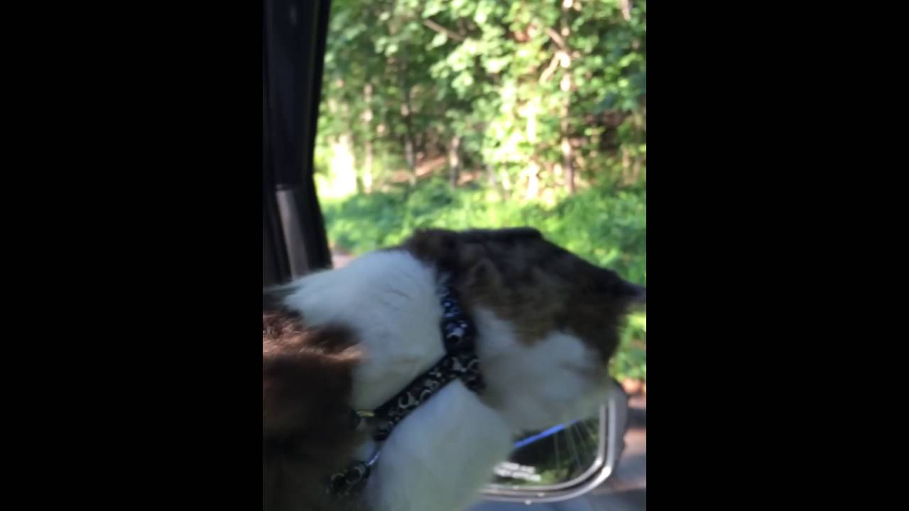 Smudgie "The Wonder Cat" Born To Be Wild