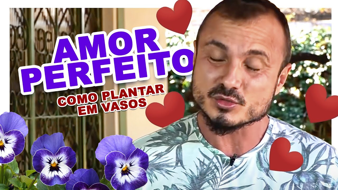 Como plantar AMOR PERFEITO em vasos