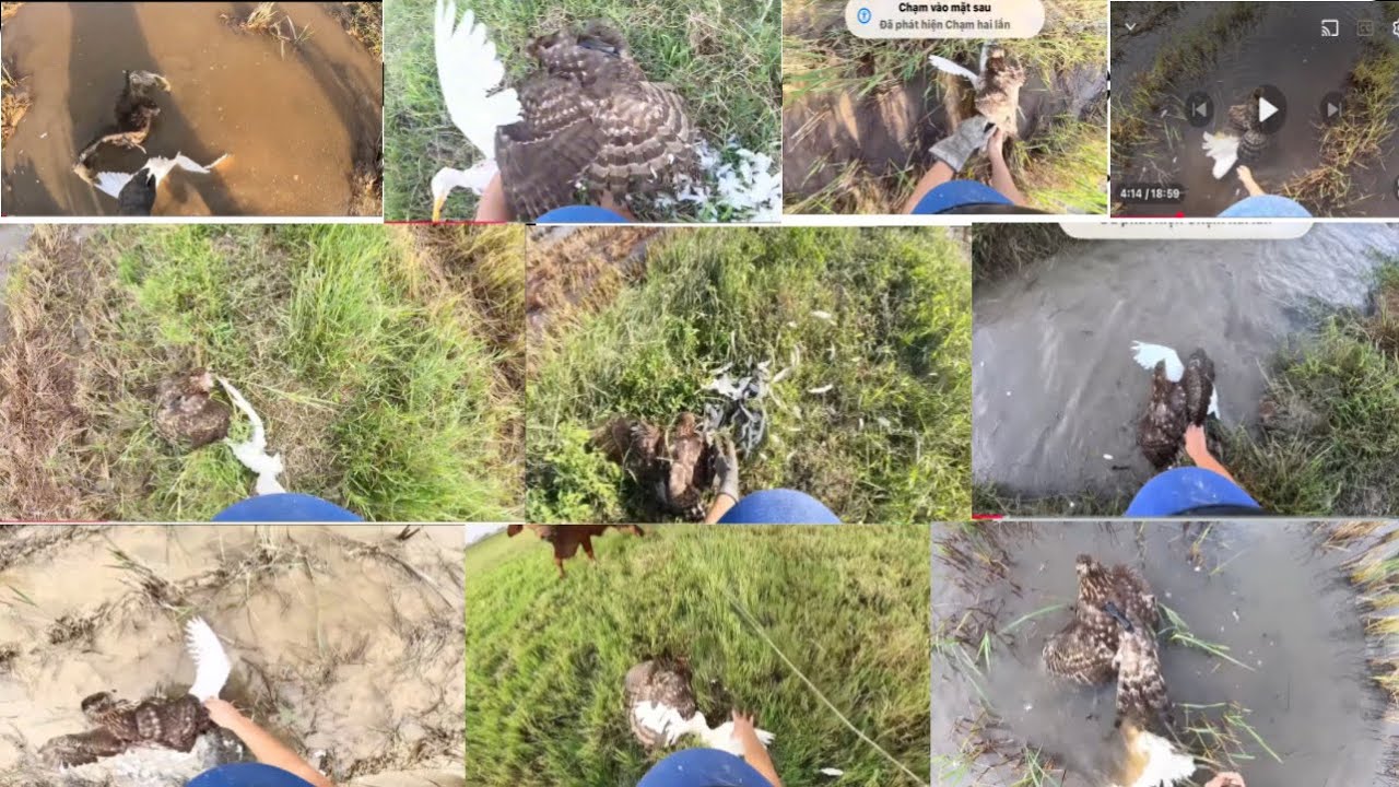 Tổng Hợp Những Pha Săn Mồi Đỉnh Cao Của Chim Ưng Goshawk 2025