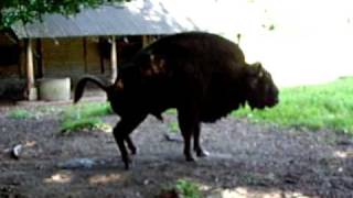 European Bison Taking A Crap - Wisent Kakt - Un Bisonte Europeo Defeca