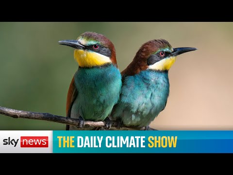 The Daily Climate Show: The bittersweet arrival of the European bee eater.