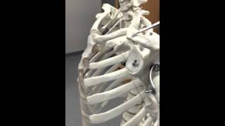 Dr. Rice's AP 1 lab - axial skeleton