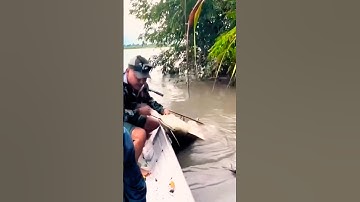 cá lăng khủng vừa bị kéo lên xuồng #nhungdieuthuvi #canthebanchuabiet #tin3phut #shortvideo #3minute