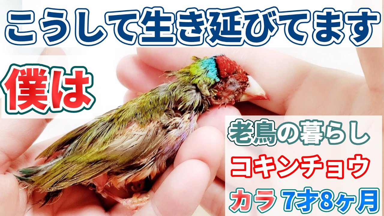 【鳥の介護食】食べない鳥の食事について 全盲 コキンチョウ カラGouldian finch Totally blind old bird #birdhandfeeding
