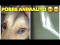 Perrito abandonado y herido Wolfy! No lo lograra... Su estado es delicado! #savedogs