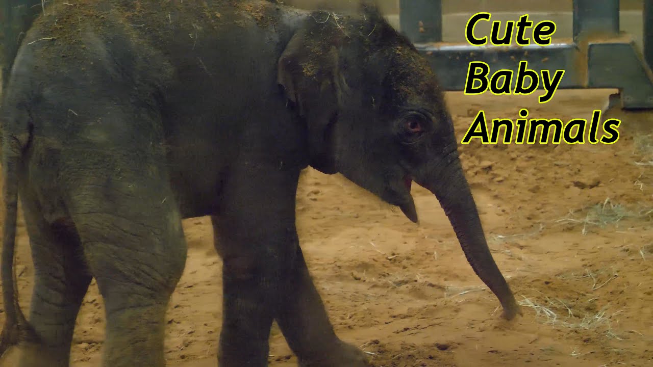 Cute Baby Zoo Animals Of The Month March 2021