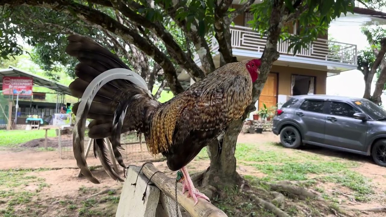 Farm Visit… 🐖🐷🐽🏡🌳🥭🐓 #FarmHouse #pigpen #gamefarm 