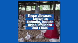 Vets in Africa help prevent spread of zoonotic diseases screenshot 3