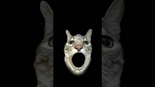 #cat #trendy #funny #music #trending #memes #beautiful #shorts #cute #meme #popular #cool