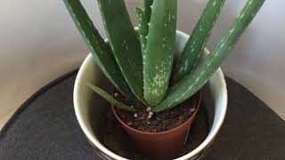 الصبار (الالوفيرا ) الطريقه الصحيحه لرعايتها ونقلها   Transfer the aloe vera plant to a larger pot