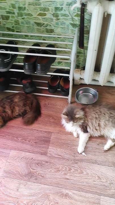 Дружный Денёк с Котиками #cat #котики - YouTube