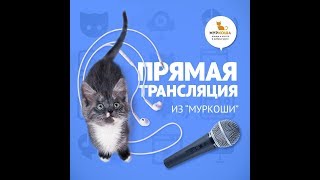 Трансляция из приюта "Муркоша" Трансляция из приюта "Муркоша"