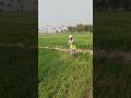 Second Time Urea Fertilizer for Wheat 🌾 |Best Time &amp; Dose for High Yield|गेहूं के लिए उर्वरक 🌾|Kisan