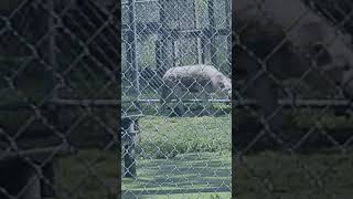 Shape shifting wolf caught on video