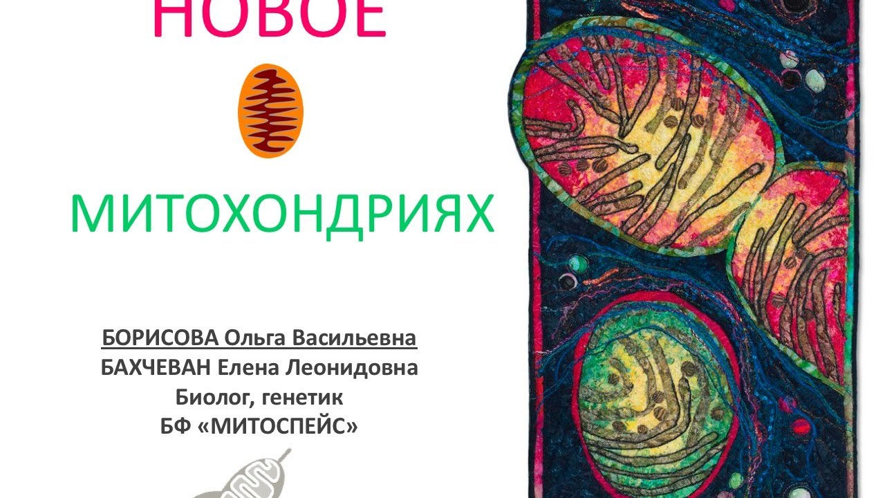Новое о митохондриях. Ольга Борисова.