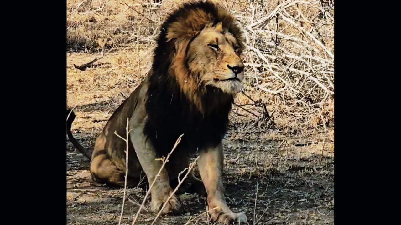 Dominant Dark Mane Gijima Male Lion | Sabi Sands | 29 August 2025