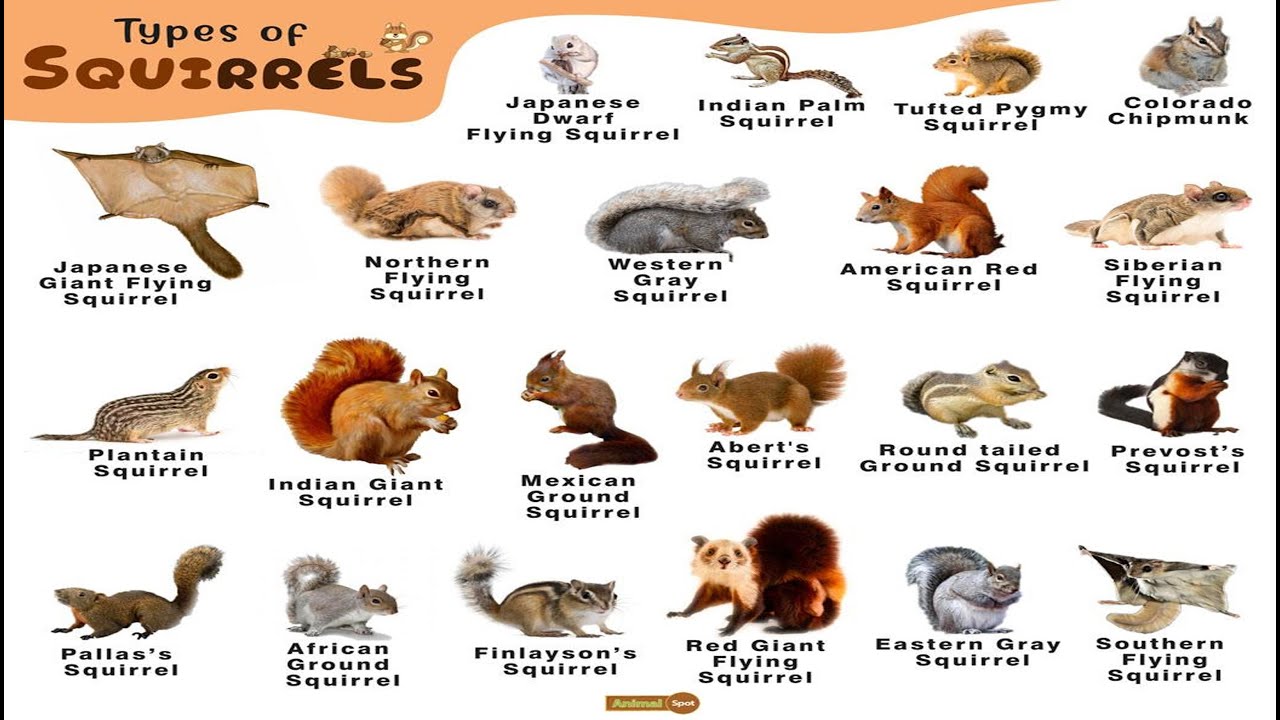 All types of squirrel: A visual guide to squirrels diversity