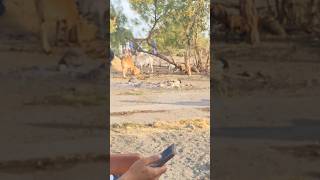 Kusumla MNP Day: Purane Mitron se Phir Mulaqat!#mnp #funny #mnpdrive #comedy