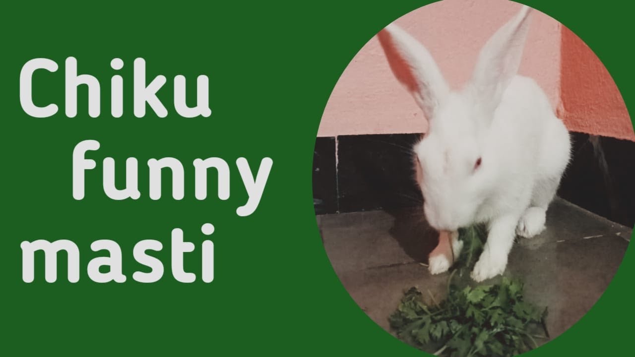 Chiku funny masti ll #chiku vlogs rabbit, chiku cute - YouTube