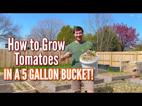 How to Grow Tomatoes in 5 Gallon Buckets!