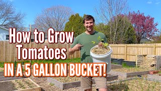 How to Grow Tomatoes in 5 Gallon Buckets!