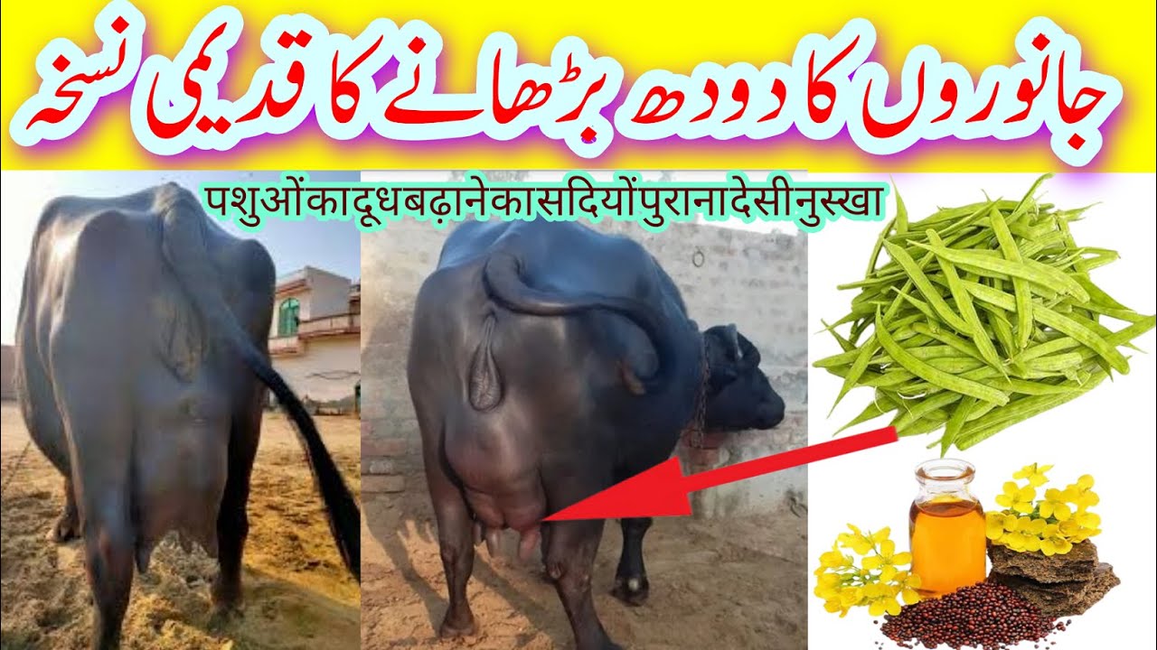 How To Increase Milk Of Cow|Desi Milk Booster Formula|Farming Official|Buffalo Milk|Udder|Doodh