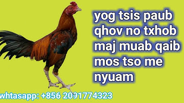 Lau qaib mos tso me nyuam puas zoo