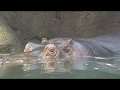 Hippopotamus 3D VR 180