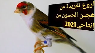 تغريد الهجين الحسون 2021 من إنثاجي ماشاء الله صوت ولا أجمل