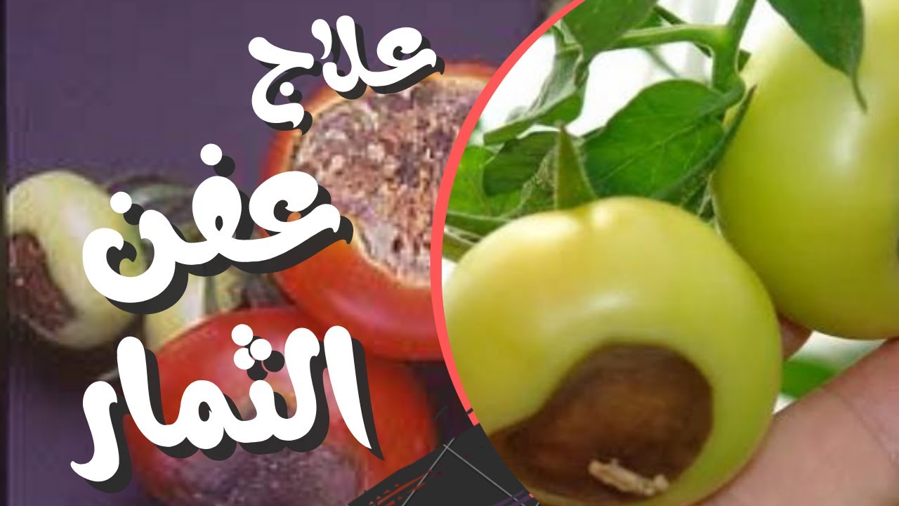 علاج عفن الطرف الزهرى فى الطماطم