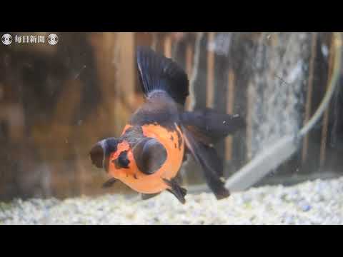 「まるでパンダ」星形模様の出目金は看板金魚　老舗奈良漬け店
