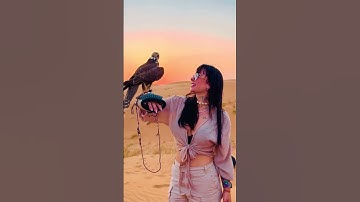 Falcon photography red Dune desert safari DUBAI| #shorts