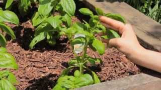 How To Prune Basil - A video tutorial from Practically Functional